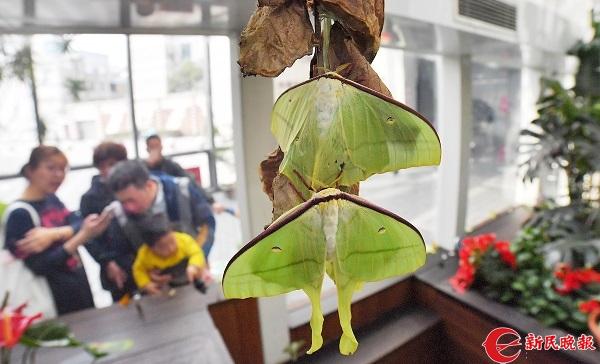 绿尾大蚕蛾出现在几月份，自博馆绿尾大蚕蛾开始羽化啦