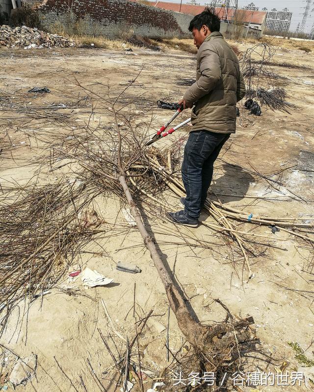 连翘树苗价格行情，2019年最新连翘苗基地批发报价（农民大哥培育的树苗卖火了）