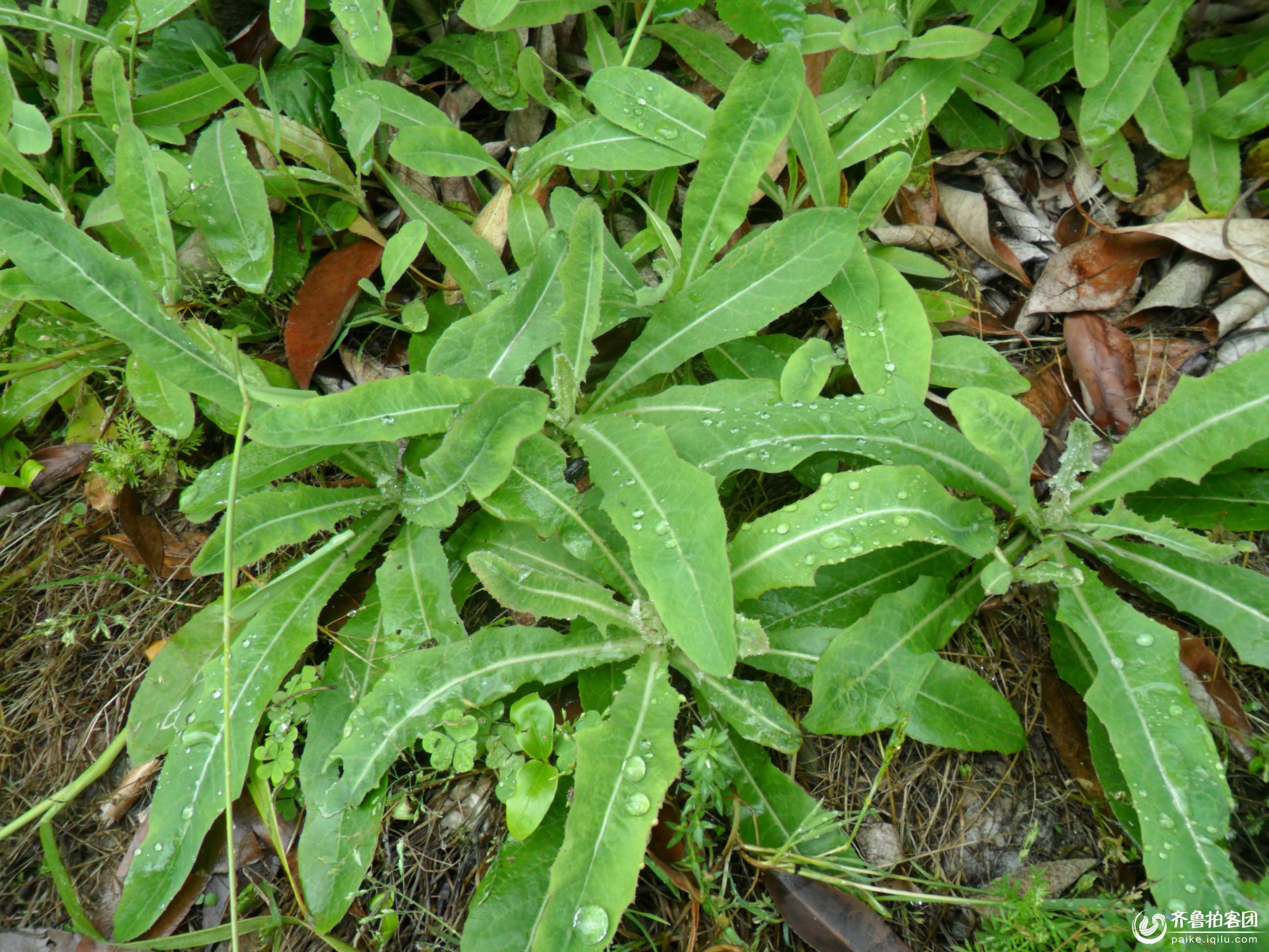 什么山野菜降血糖(哪种野菜可以降血糖)-娱宸网