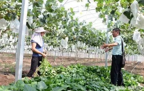 藤菜一般指水藤菜，藤菜有哪些（他的葡萄在基地就全部消化）