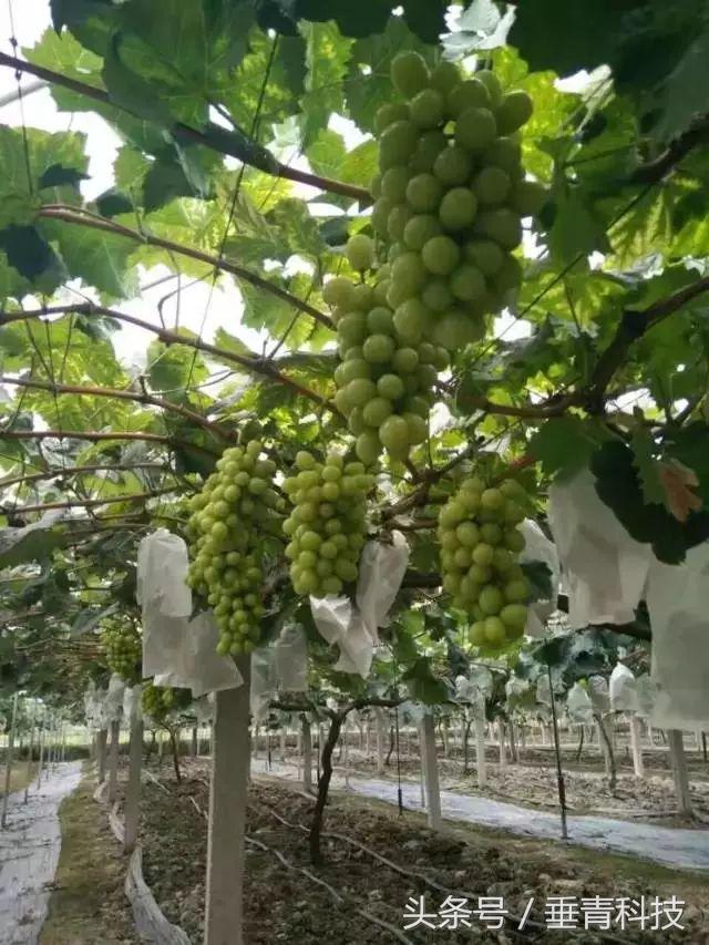 藤菜一般指水藤菜，藤菜有哪些（他的葡萄在基地就全部消化）