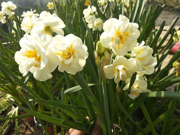 火鹤花有毒吗，火鹤花有毒吗图片（这些花卉毒性很大）