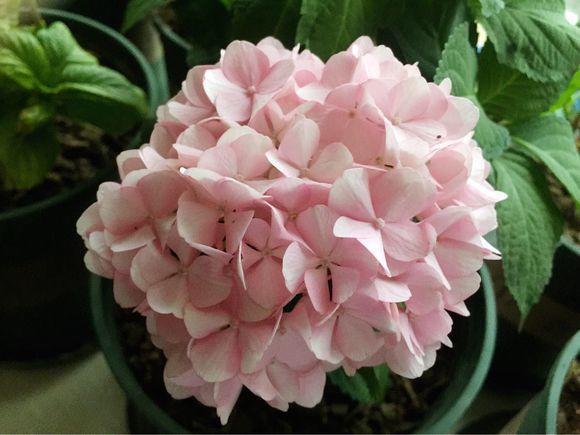 火鹤花有毒吗，火鹤花有毒吗图片（这些花卉毒性很大）