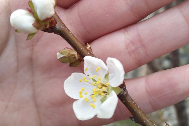 杜鹃、桃花、百合花和油菜花是不是完全花，杜鹃,桃花,百合花和油菜花是不是完全花蕊（解剖一朵受精的完全花）