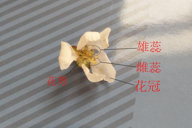 杜鹃、桃花、百合花和油菜花是不是完全花，杜鹃,桃花,百合花和油菜花是不是完全花蕊（解剖一朵受精的完全花）