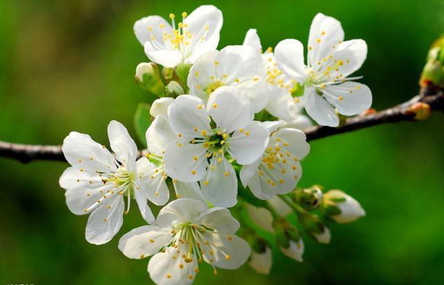 梨花的样子颜色气味形状，十首描写梨花的诗词（梨花的样子 颜色 气味 形状结果）
