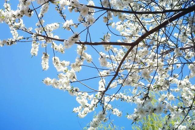 梨花的样子颜色气味形状，十首描写梨花的诗词（梨花的样子 颜色 气味 形状结果）