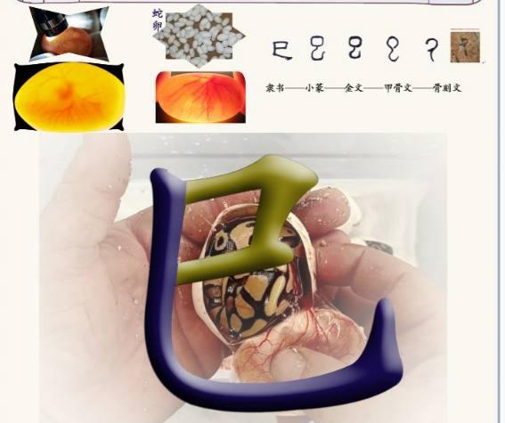 已是什么结构吗，已字结构是什么组词（己-汉字的艺术与中华姓氏文化荀卿庠整理）