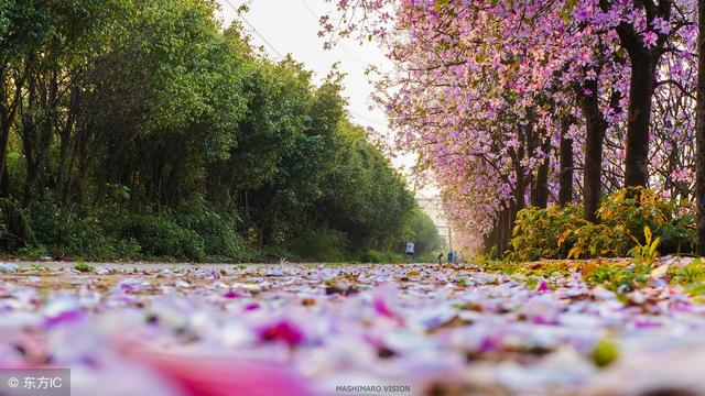 正是江南好风景落花时节又逢君，江南好风景落花时节又逢君赏析（精读《唐诗三百首》042）