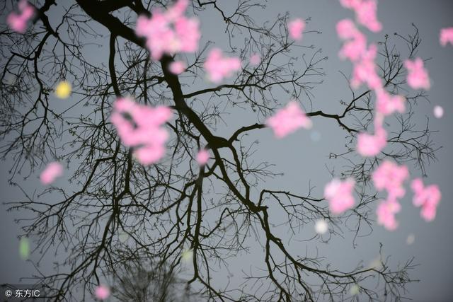 正是江南好风景落花时节又逢君，江南好风景落花时节又逢君赏析（精读《唐诗三百首》042）