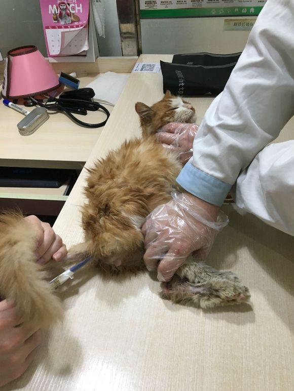 矮脚猫长大就丑了，矮脚猫长大后会变丑吗（结果才养一年就胖成了这样）