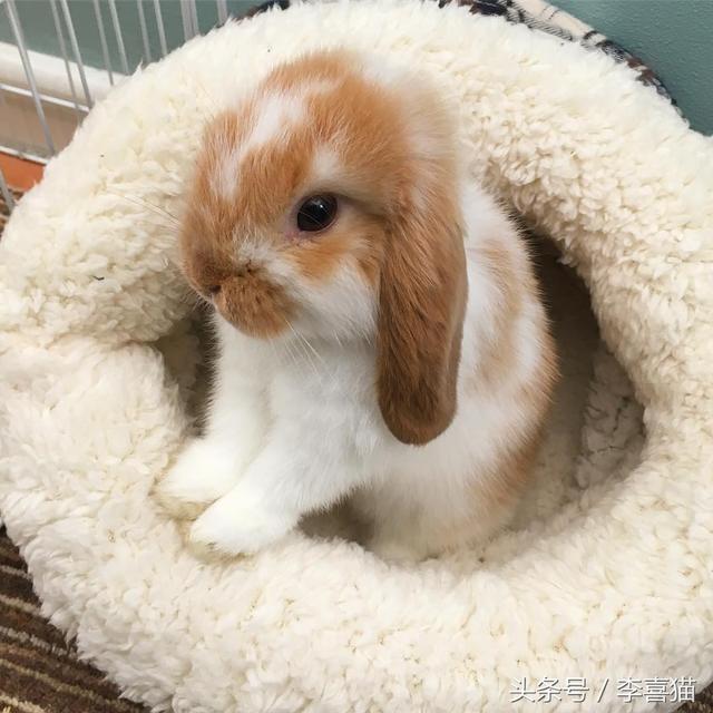 法国垂耳兔的简介-法国垂耳兔的价格,荷兰垂耳兔的价格(可爱这个词