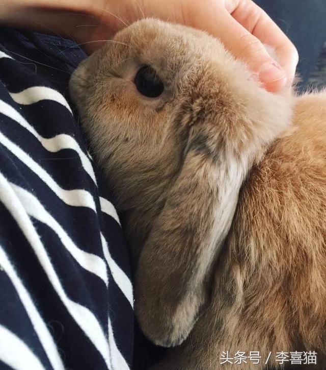 法国垂耳兔的简介-法国垂耳兔的价格,荷兰垂耳兔的价格(可爱这个词