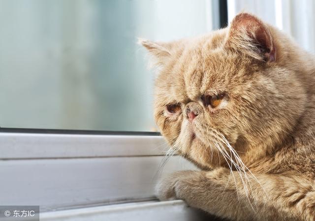 美文初恋情怀，怀念初恋的文章（初恋，也许只是一种情怀）