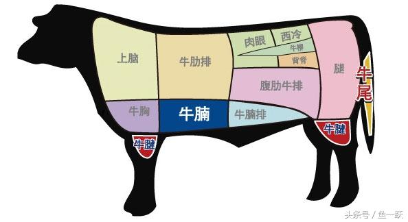 牛腩是哪里，牛腩是哪里的牛肉（我们经常吃的牛腩原来在牛身上这块区域）