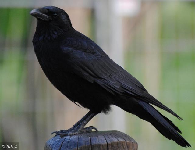 十大经典悖论，亨佩尔的乌鸦悖论（10大颠覆思维的悖论）