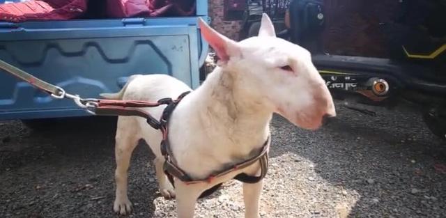 像孙红雷的那个狗是什么狗，长得像孙红雷的狗狗是什么品种好养吗（狗狗脸长的像孙红雷）