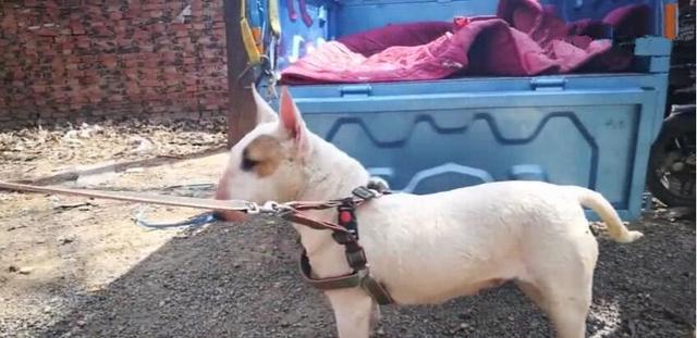 像孙红雷的那个狗是什么狗，长得像孙红雷的狗狗是什么品种好养吗（狗狗脸长的像孙红雷）