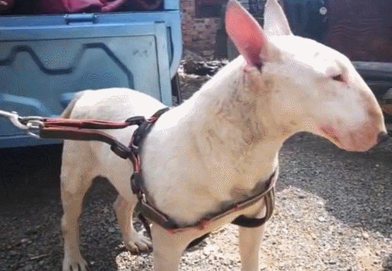 像孙红雷的那个狗是什么狗，长得像孙红雷的狗狗是什么品种好养吗（狗狗脸长的像孙红雷）