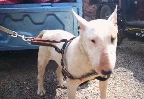 像孙红雷的那个狗是什么狗，长得像孙红雷的狗狗是什么品种好养吗（狗狗脸长的像孙红雷）