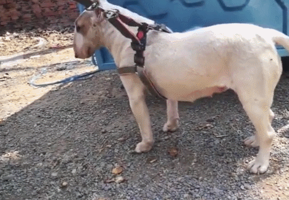 像孙红雷的那个狗是什么狗，长得像孙红雷的狗狗是什么品种好养吗（狗狗脸长的像孙红雷）