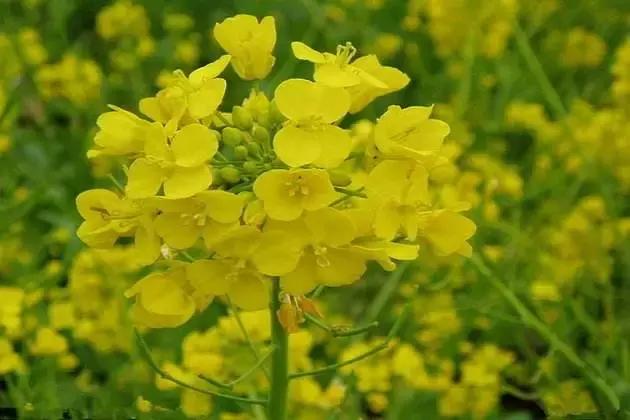 2021年深圳樱花节是什么时候 深圳的樱花什么时候开，2021年深圳樱花节是什么时候（最新深圳全年赏花时间表）