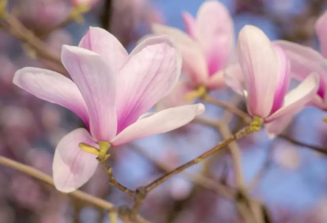 2021年深圳樱花节是什么时候 深圳的樱花什么时候开，2021年深圳樱花节是什么时候（最新深圳全年赏花时间表）