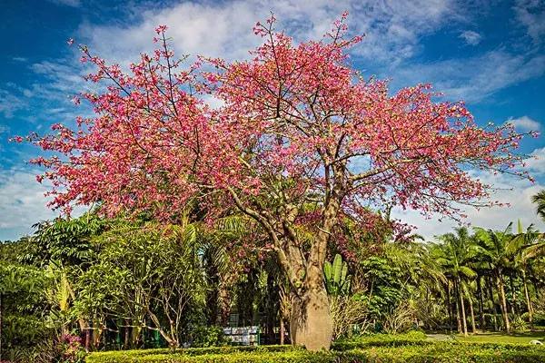 2021年深圳樱花节是什么时候 深圳的樱花什么时候开，2021年深圳樱花节是什么时候（最新深圳全年赏花时间表）