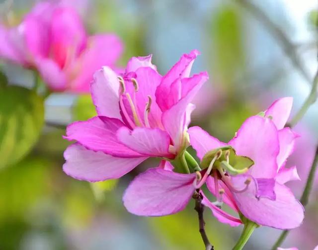 2021年深圳樱花节是什么时候 深圳的樱花什么时候开，2021年深圳樱花节是什么时候（最新深圳全年赏花时间表）