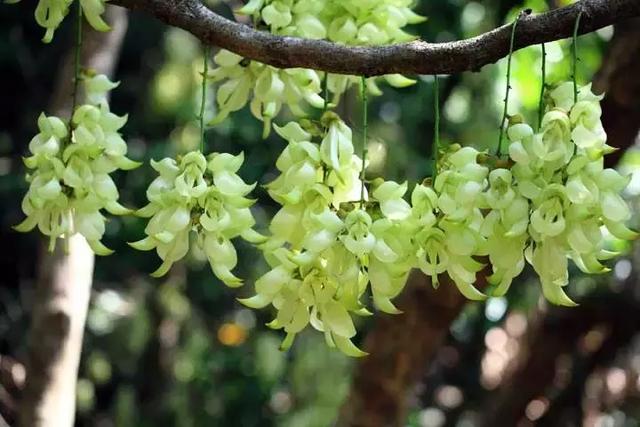 2021年深圳樱花节是什么时候 深圳的樱花什么时候开，2021年深圳樱花节是什么时候（最新深圳全年赏花时间表）