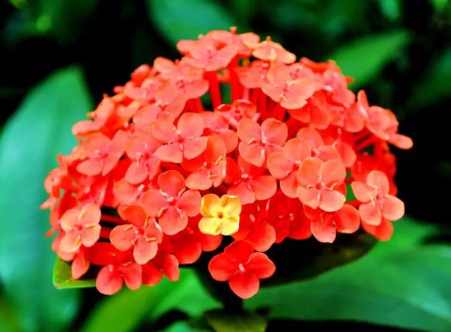 2021年深圳樱花节是什么时候 深圳的樱花什么时候开，2021年深圳樱花节是什么时候（最新深圳全年赏花时间表）