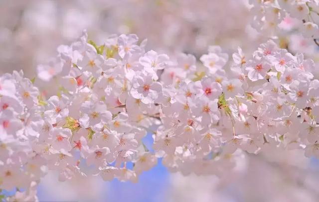 2021年深圳樱花节是什么时候 深圳的樱花什么时候开，2021年深圳樱花节是什么时候（最新深圳全年赏花时间表）