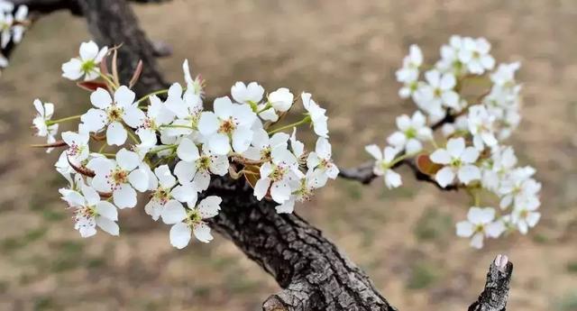 2021年深圳樱花节是什么时候 深圳的樱花什么时候开，2021年深圳樱花节是什么时候（最新深圳全年赏花时间表）