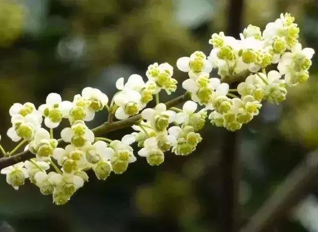 2021年深圳樱花节是什么时候 深圳的樱花什么时候开，2021年深圳樱花节是什么时候（最新深圳全年赏花时间表）