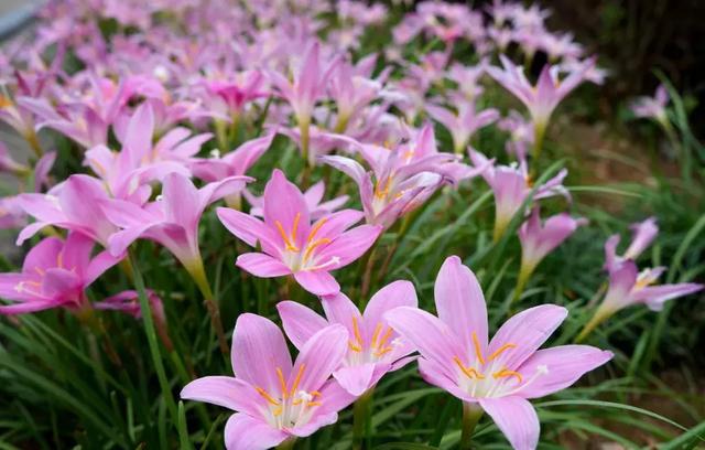 2021年深圳樱花节是什么时候 深圳的樱花什么时候开，2021年深圳樱花节是什么时候（最新深圳全年赏花时间表）