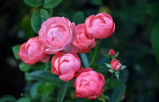 2021年深圳樱花节是什么时候 深圳的樱花什么时候开，2021年深圳樱花节是什么时候（最新深圳全年赏花时间表）