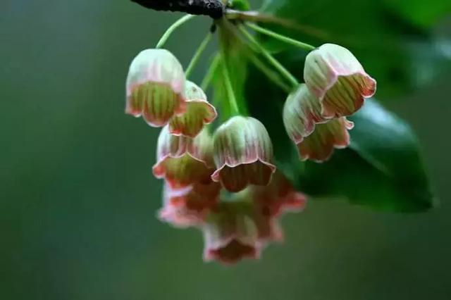 2021年深圳樱花节是什么时候 深圳的樱花什么时候开，2021年深圳樱花节是什么时候（最新深圳全年赏花时间表）