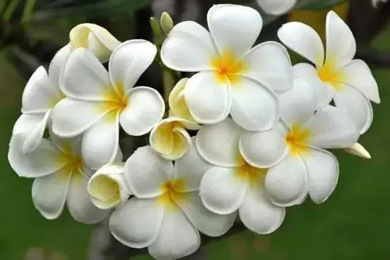 2021年深圳樱花节是什么时候 深圳的樱花什么时候开，2021年深圳樱花节是什么时候（最新深圳全年赏花时间表）