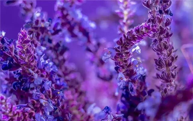 2021年深圳樱花节是什么时候 深圳的樱花什么时候开，2021年深圳樱花节是什么时候（最新深圳全年赏花时间表）