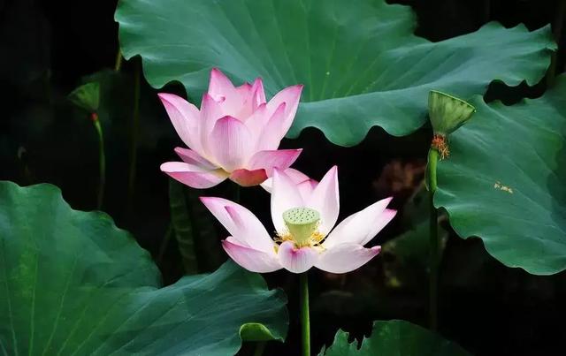 2021年深圳樱花节是什么时候 深圳的樱花什么时候开，2021年深圳樱花节是什么时候（最新深圳全年赏花时间表）