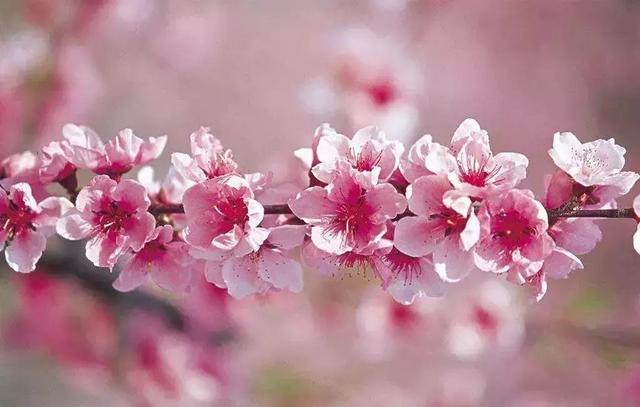 2021年深圳樱花节是什么时候 深圳的樱花什么时候开，2021年深圳樱花节是什么时候（最新深圳全年赏花时间表）