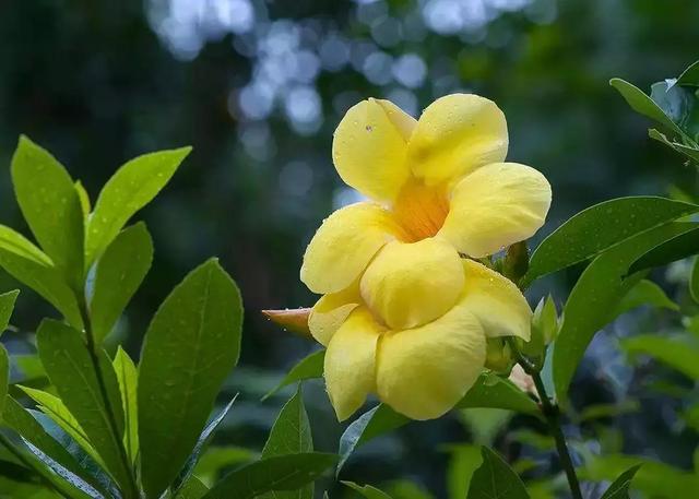 2021年深圳樱花节是什么时候 深圳的樱花什么时候开，2021年深圳樱花节是什么时候（最新深圳全年赏花时间表）