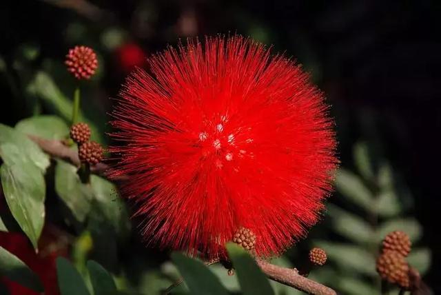 2021年深圳樱花节是什么时候 深圳的樱花什么时候开，2021年深圳樱花节是什么时候（最新深圳全年赏花时间表）