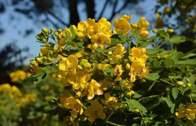 2021年深圳樱花节是什么时候 深圳的樱花什么时候开，2021年深圳樱花节是什么时候（最新深圳全年赏花时间表）