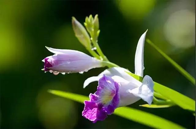 2021年深圳樱花节是什么时候 深圳的樱花什么时候开，2021年深圳樱花节是什么时候（最新深圳全年赏花时间表）