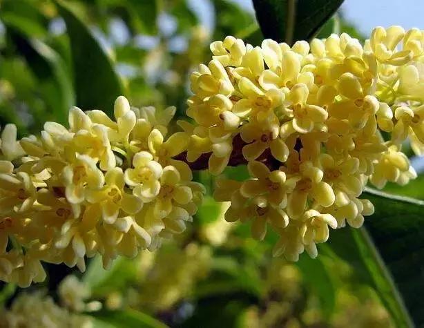 2021年深圳樱花节是什么时候 深圳的樱花什么时候开，2021年深圳樱花节是什么时候（最新深圳全年赏花时间表）