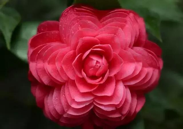 2021年深圳樱花节是什么时候 深圳的樱花什么时候开，2021年深圳樱花节是什么时候（最新深圳全年赏花时间表）