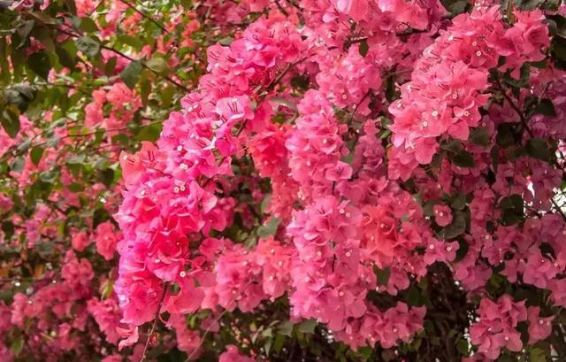 2021年深圳樱花节是什么时候 深圳的樱花什么时候开，2021年深圳樱花节是什么时候（最新深圳全年赏花时间表）