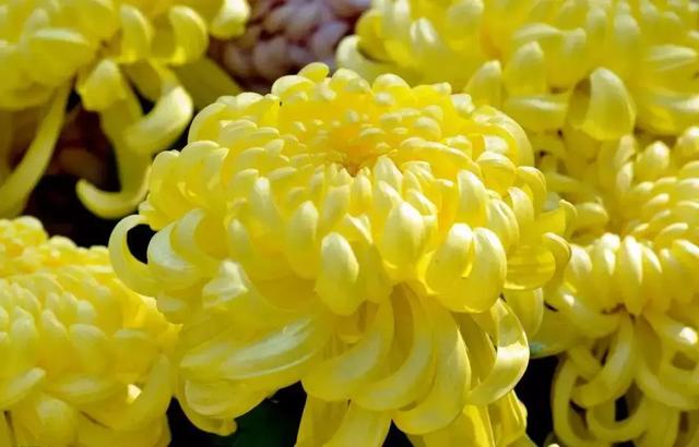 2021年深圳樱花节是什么时候 深圳的樱花什么时候开，2021年深圳樱花节是什么时候（最新深圳全年赏花时间表）