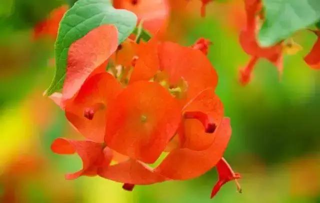 2021年深圳樱花节是什么时候 深圳的樱花什么时候开，2021年深圳樱花节是什么时候（最新深圳全年赏花时间表）